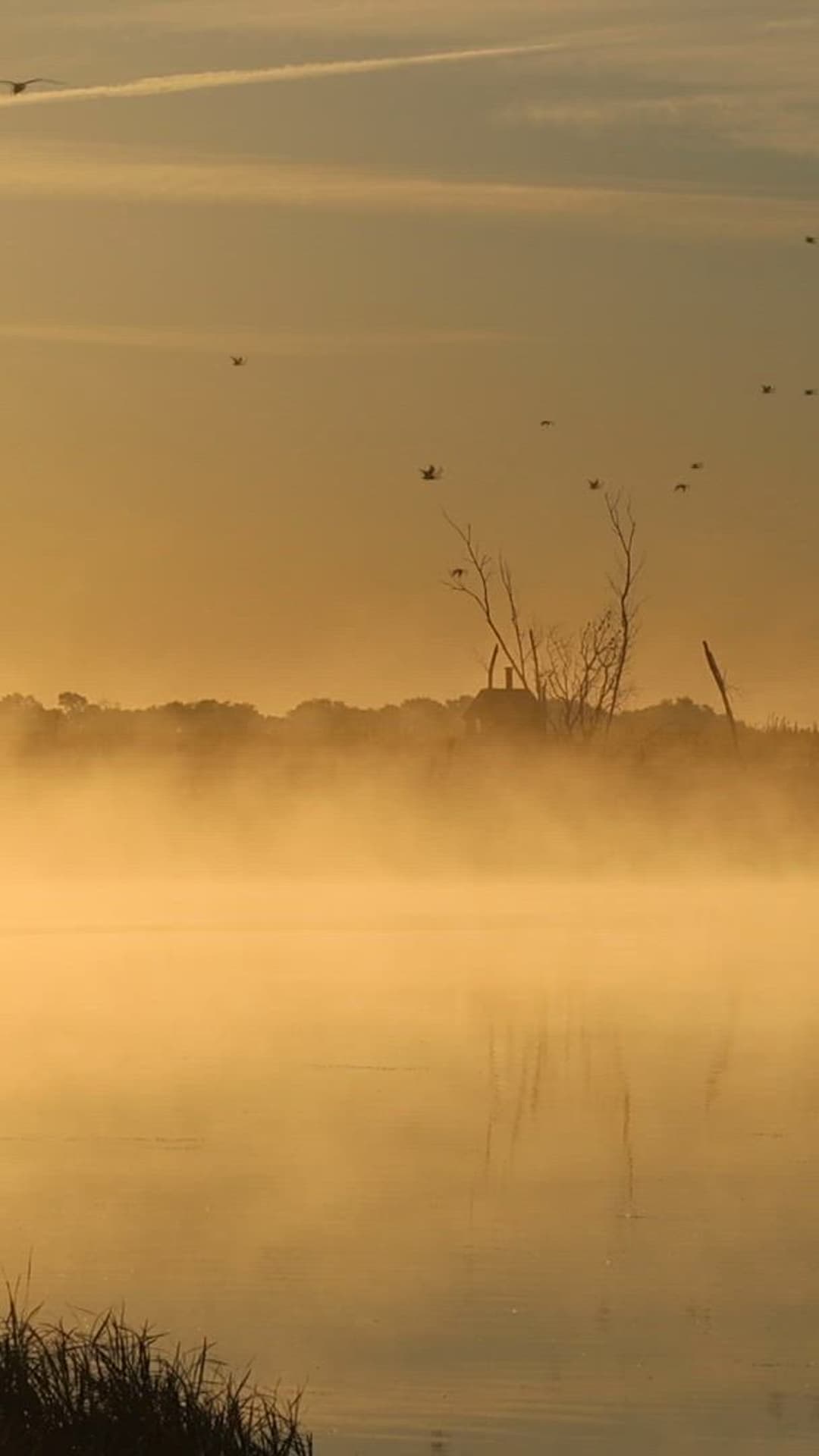 Golden sunrise over misty water